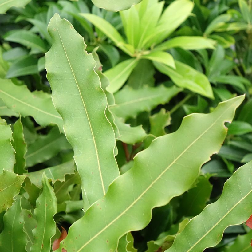 Macadamia Beaumont (Lehvistö)