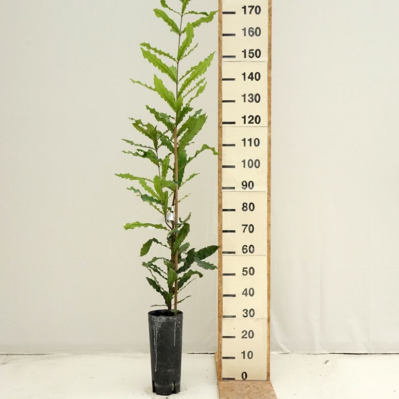 Esimerkki kesällä toimitetusta Australianpähkinä - Macadamia integrifolia Ruukku 4L / 5L-taimesta
