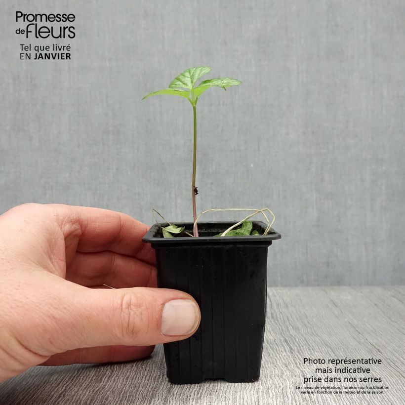 Esimerkki talvella toimitetusta Aleksanterinsiipiputki - Smyrnium olusatrum 7/8 cm taimiruukku-taimesta