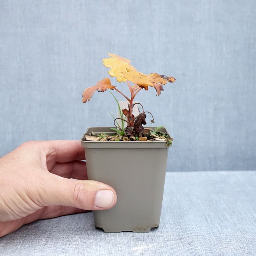 Esimerkki syksyllä toimitetusta Pronssihuisku-unikko Kelway's Coral Plume 8/9 cm taimiruukku-taimesta