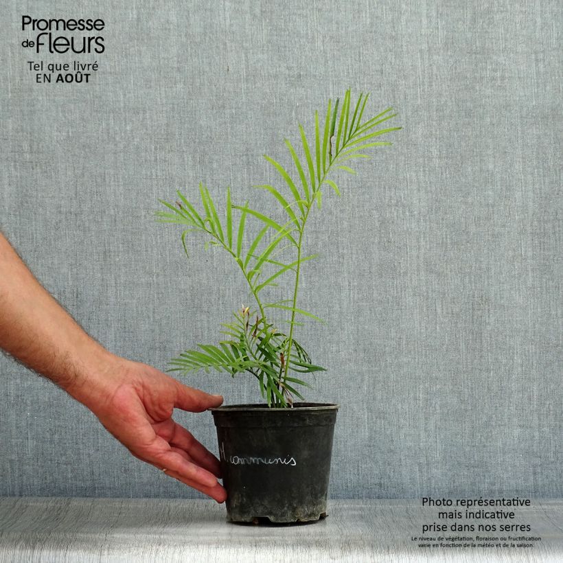 Esimerkki kesällä toimitetusta Macrozamia communis Pot de 12 cm / 13 cm-taimesta