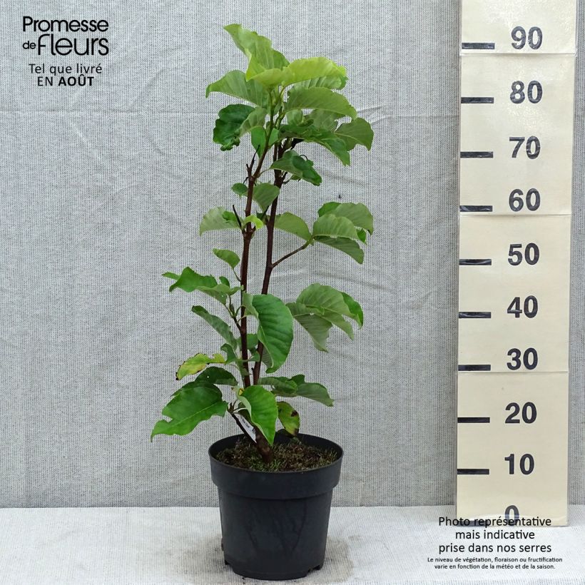 Esimerkki kesällä toimitetusta Poppelimagnolia Blue Opal Ruukku 7,5L / 10L-taimesta