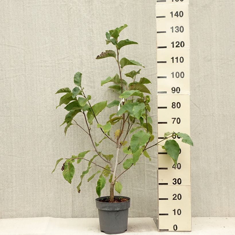 Esimerkki kesällä toimitetusta Poppelimagnolia Black Beauty Ruukku 6L / 7L-taimesta