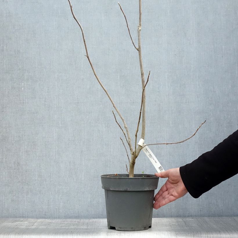 Esimerkki syksyllä toimitetusta Magnolia Black Tulip 4 litran/5 litran ruukku-taimesta