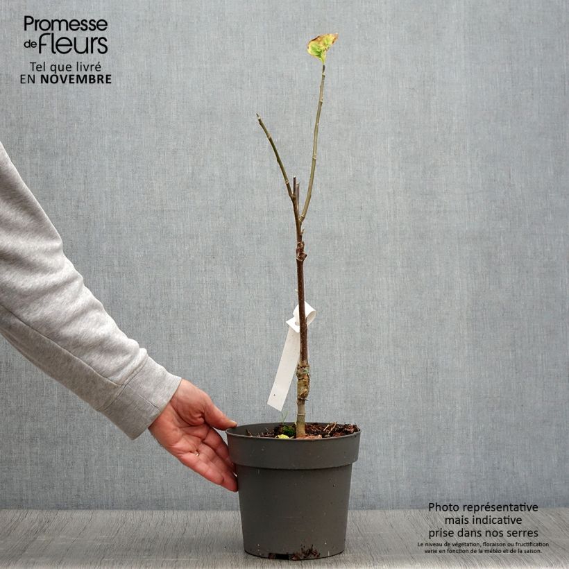 Esimerkki syksyllä toimitetusta Poppelimagnolia Yellow Bird 3 litran/4 litran ruukku-taimesta