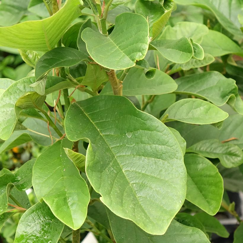 Liljamagnolia Burgundy Star (Lehvistö)