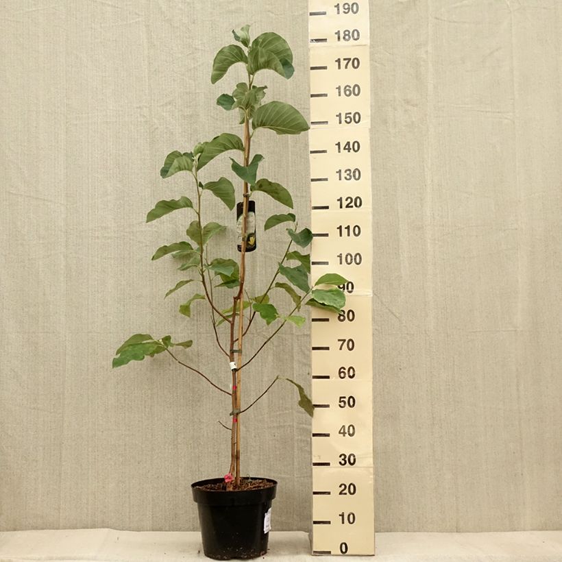 Esimerkki syksyllä toimitetusta Poppelimagnolia Daphne 7,5 litran / 10 litran ruukku-taimesta