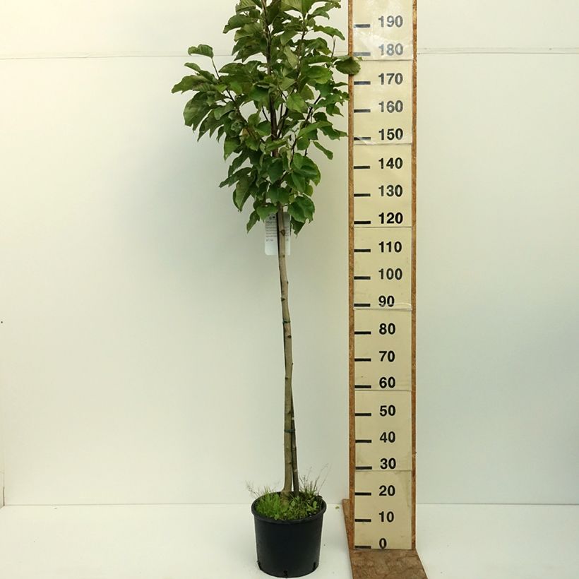 Esimerkki kesällä toimitetusta Jademagnolia Double Diamond 7,5 litran / 10 litran ruukku-taimesta