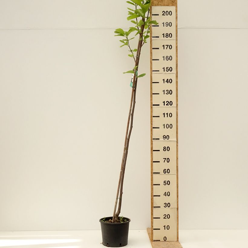 Esimerkki keväällä toimitetusta Jademagnolia Double Diamond Ruukku 7,5L / 10L-taimesta