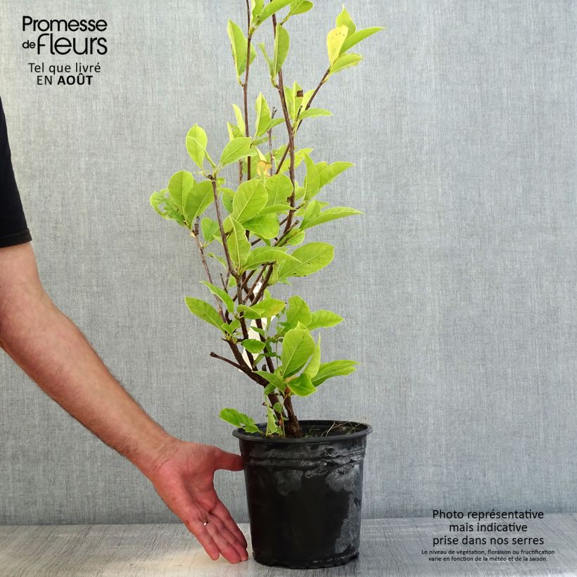 Esimerkki kesällä toimitetusta Jademagnolia Minfor (Festirose) Ruukku 4L / 5L-taimesta