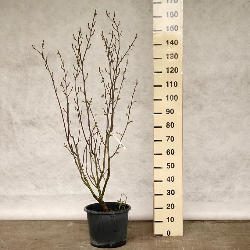 Esimerkki keväällä toimitetusta Jademagnolia Minfor (Festirose) Ruukku 7,5L / 10L-taimesta