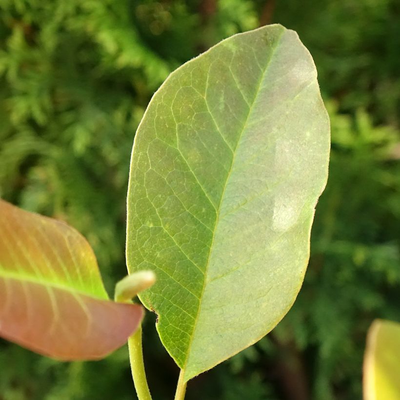 Jademagnolia Minfor (Festirose) (Lehvistö)