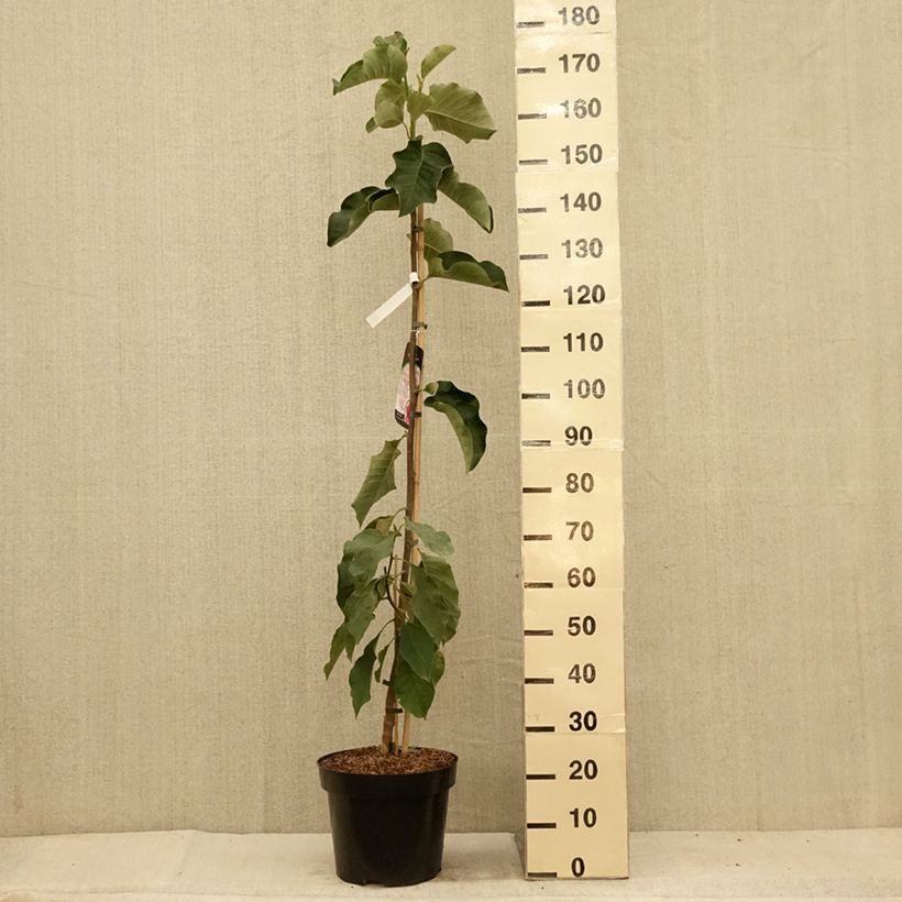 Esimerkki kesällä toimitetusta Loistomagnolia Emperor Pot de 7,5L/10L-taimesta