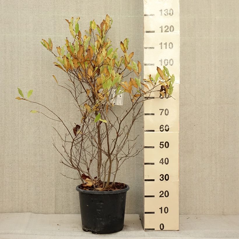 Esimerkki syksyllä toimitetusta Tähtimagnolia Waterlily 7,5 litran / 10 litran ruukku-taimesta