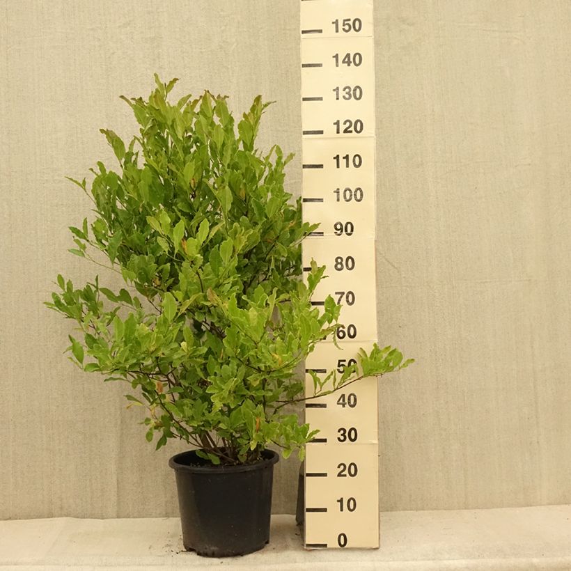 Esimerkki kesällä toimitetusta Tähtimagnolia Waterlily Pot de 7,5L/10L-taimesta