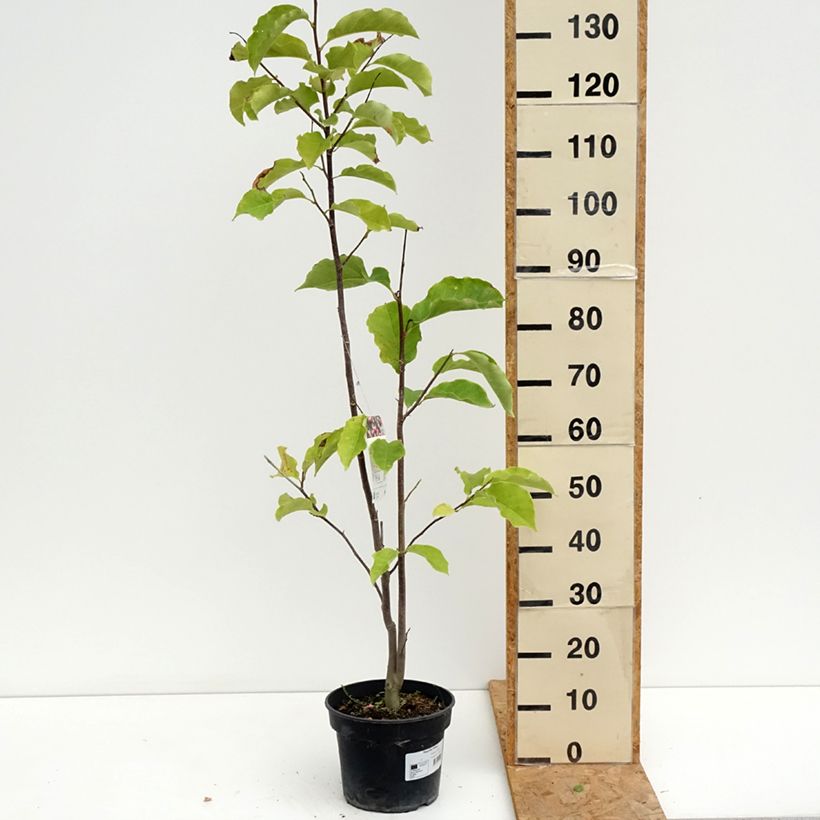 Esimerkki kesällä toimitetusta Liljamagnolia Galaxy Pot de 4L/5L-taimesta