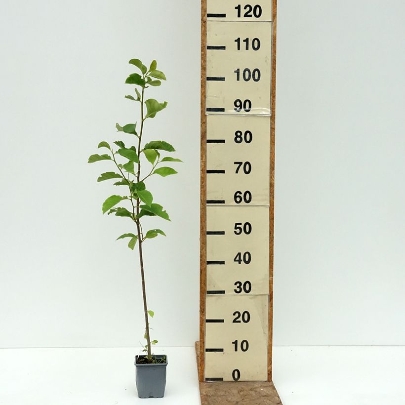 Esimerkki kesällä toimitetusta Liljamagnolia Genie 12 cm / 13 cm ruukku-taimesta