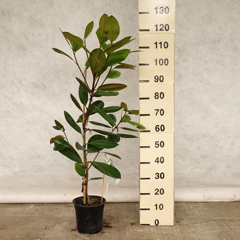 Esimerkki kesällä toimitetusta Kuningasmagnolia Treyve Ruukku 4L / 5L, Baliveau-taimesta