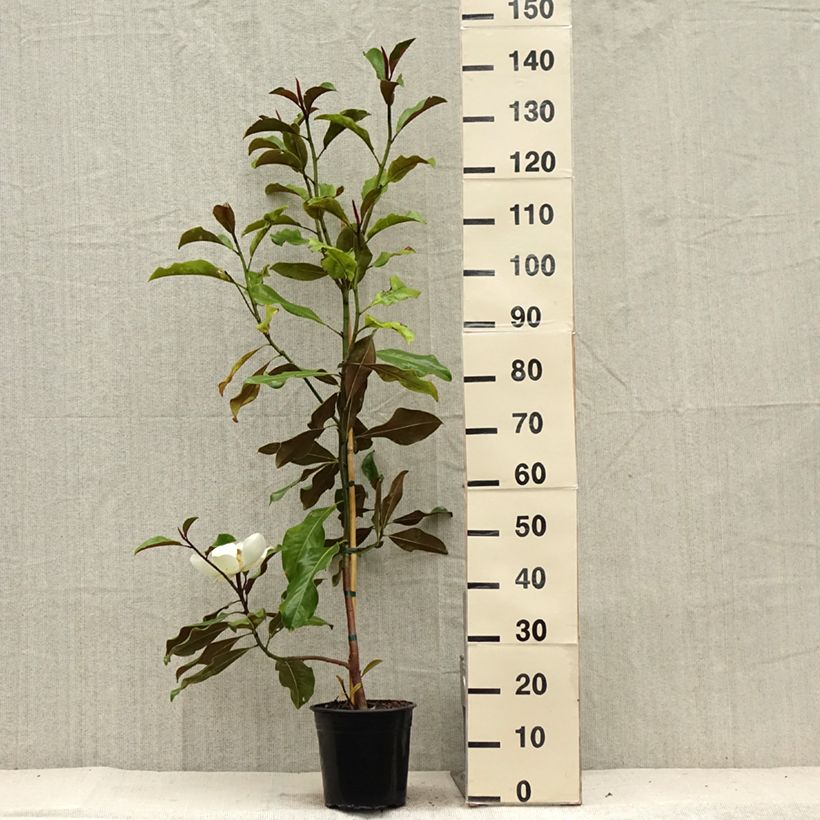 Esimerkki kesällä toimitetusta Kuningasmagnolia Bracken's Brown Beauty Pot de 4L/5L-taimesta