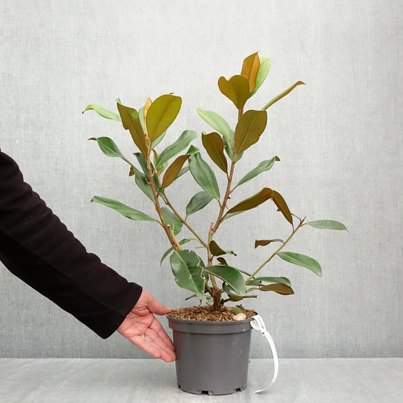 Esimerkki syksyllä toimitetusta Kuningasmagnolia - Magnolia grandiflora 1,5 litran / 2 litran kannu-taimesta