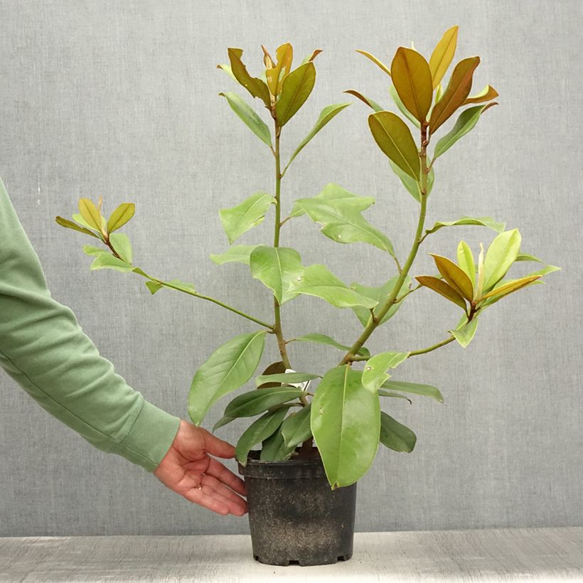 Esimerkki kesällä toimitetusta Kuningasmagnolia - Magnolia grandiflora 1,5 litran / 2 litran kannu-taimesta
