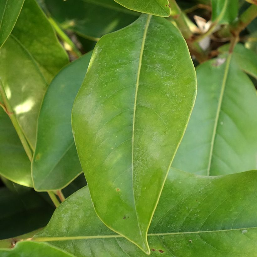 Kuningasmagnolia - Magnolia grandiflora (Lehvistö)