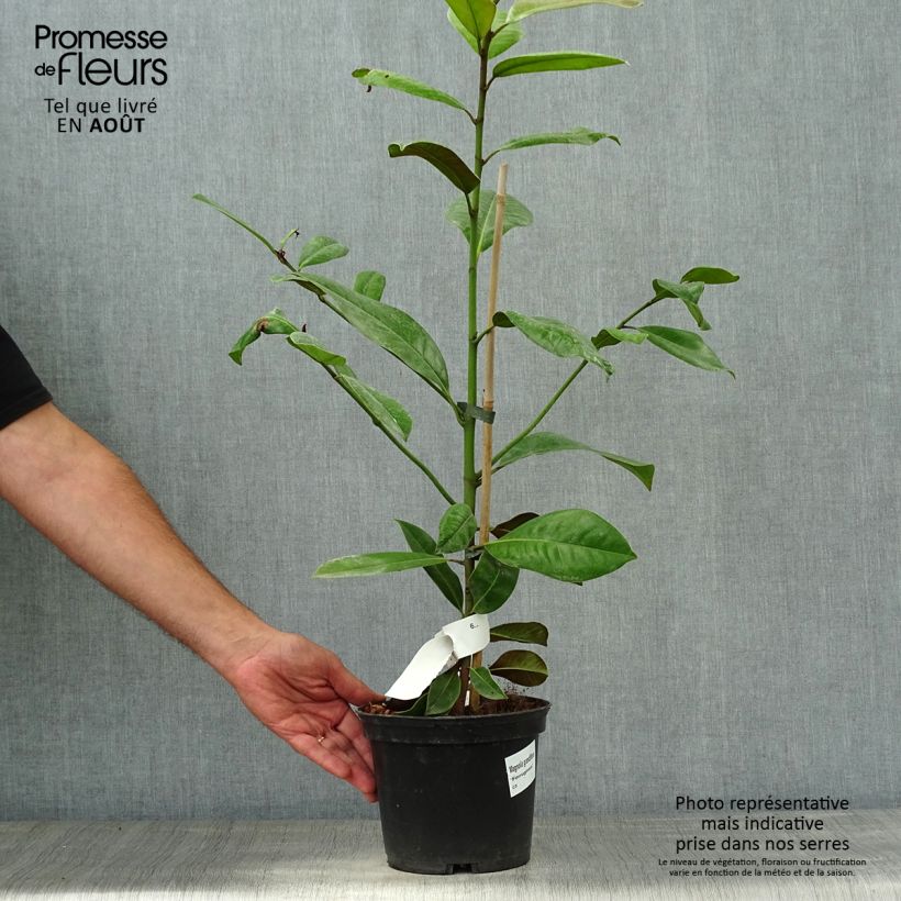 Esimerkki kesällä toimitetusta Kuningasmagnolia Ferruginea Pot de 1,5L/2L-taimesta