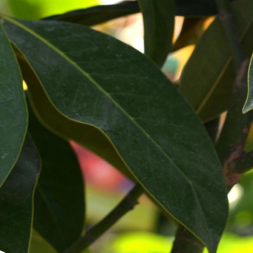 Kuningasmagnolia Galissonière (Lehvistö)