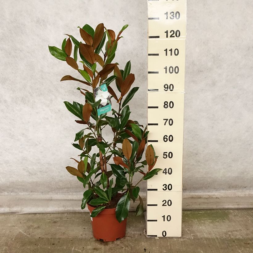 Esimerkki syksyllä toimitetusta Kuningasmagnolia Galissonière 7,5 litran / 10 litran ruukku-taimesta