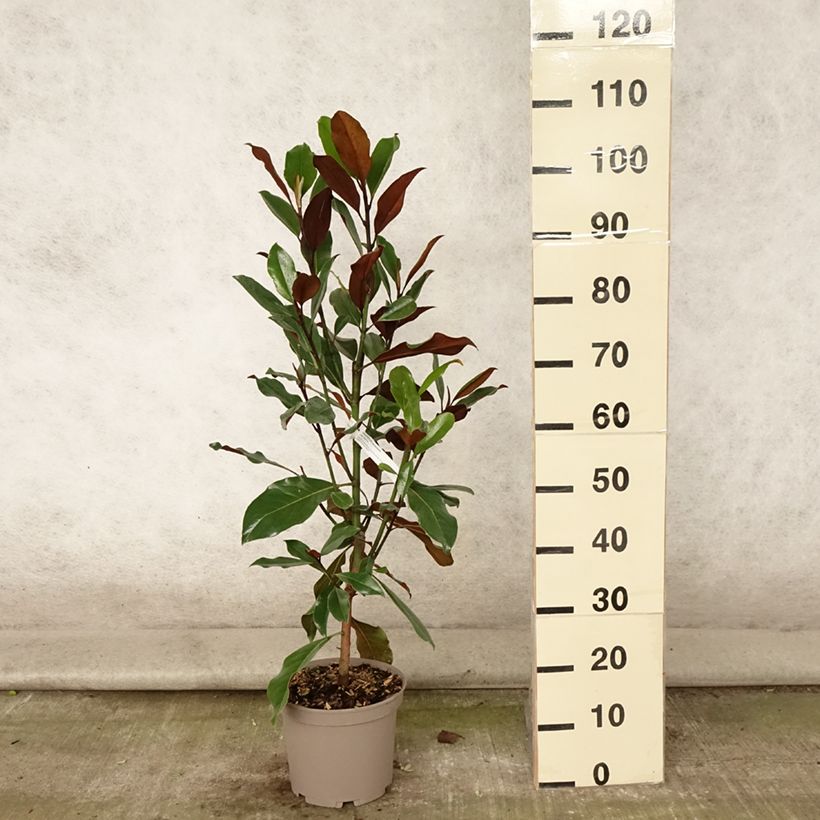 Esimerkki kesällä toimitetusta Kuningasmagnolia Kay Parris Ruukku 4L / 5L-taimesta