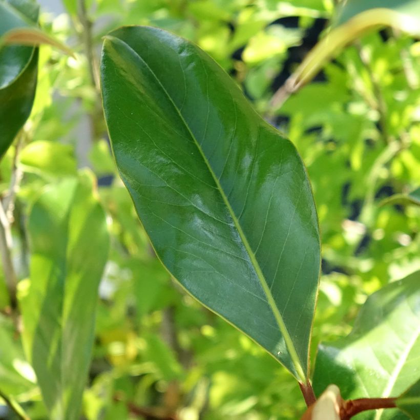 Kuningasmagnolia Kay Parris (Lehvistö)