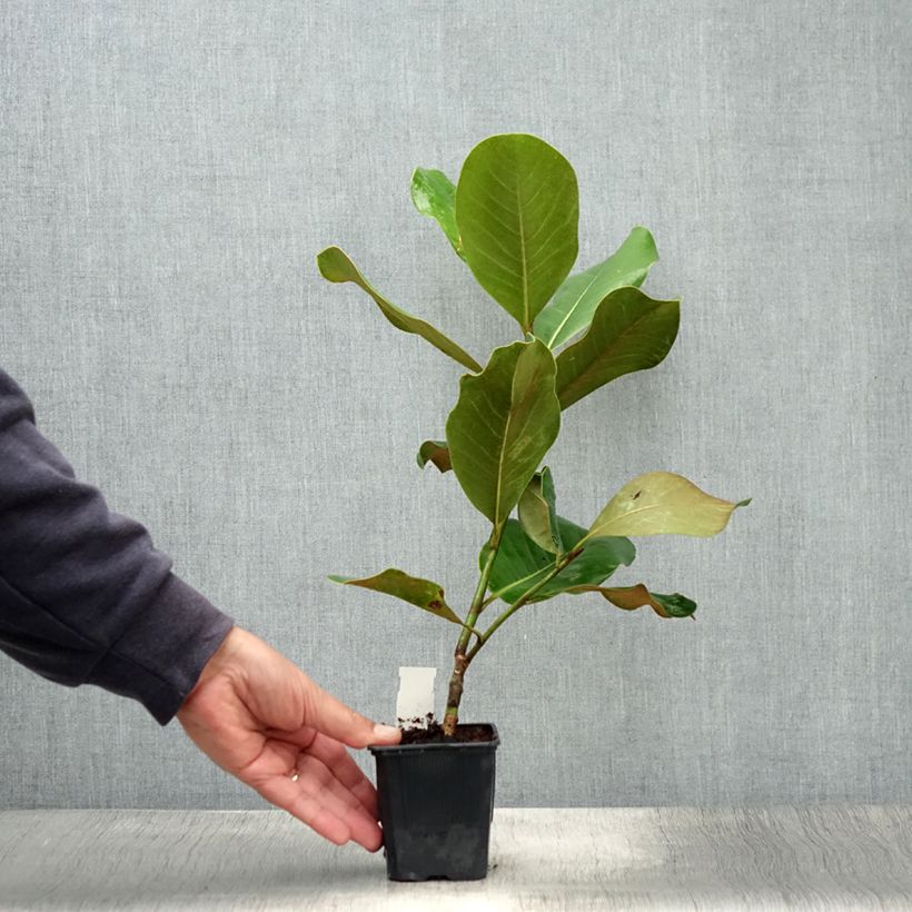 Esimerkki kesällä toimitetusta Kuningasmagnolia Mont blanc 10 cm/11 cm ruukku-taimesta