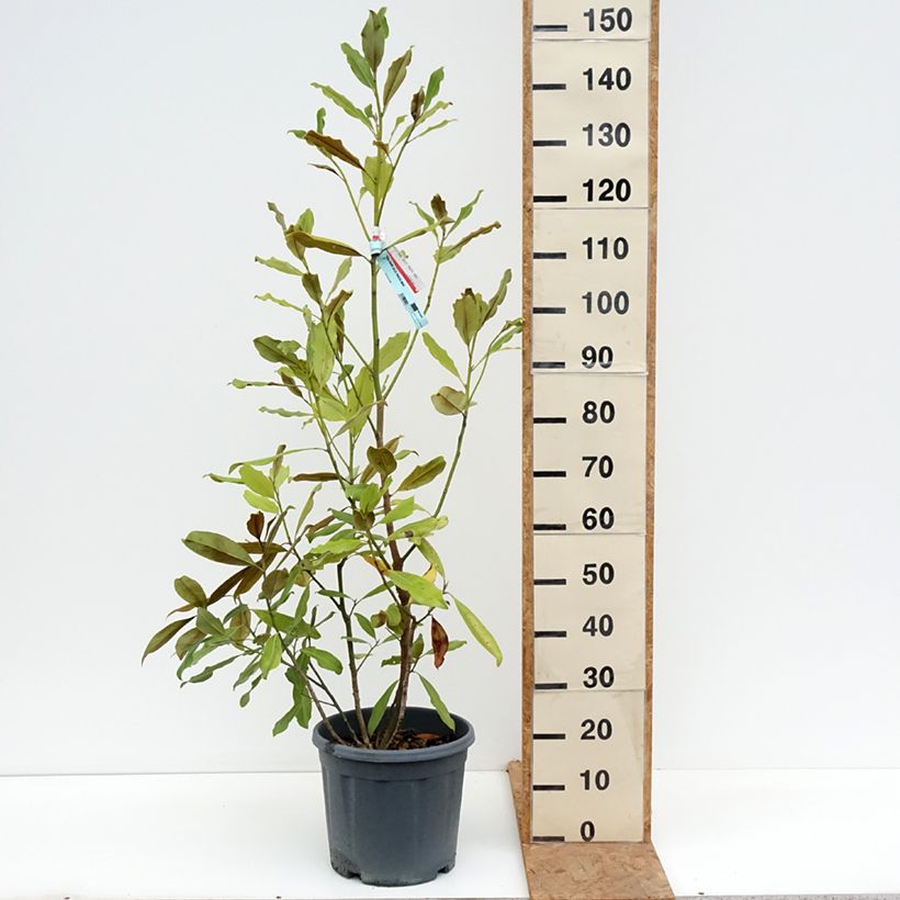 Esimerkki syksyllä toimitetusta Kuningasmagnolia Nana 12 litran/15 litran ruukku-taimesta