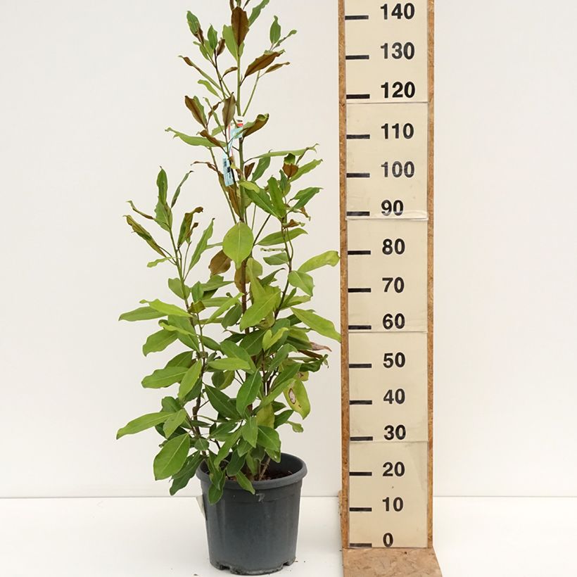 Esimerkki kesällä toimitetusta Kuningasmagnolia Nana Ruukku 12L / 15L-taimesta