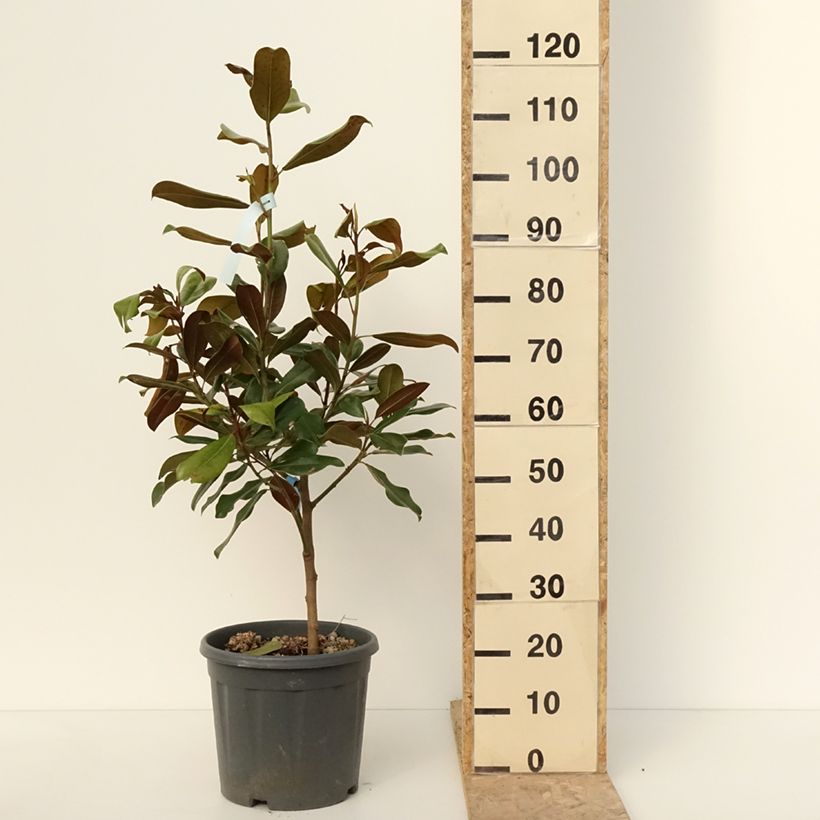 Esimerkki talvella toimitetusta Magnolia grandiflora Nana - Laurier-tulipier Pot de 12L/15L-taimesta