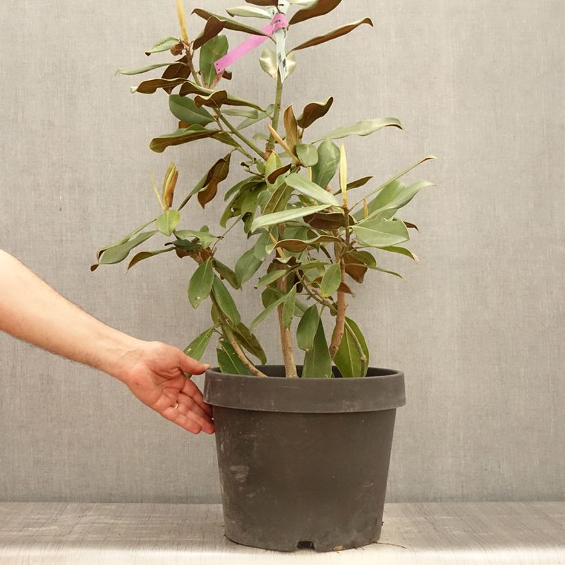 Esimerkki keväällä toimitetusta Kuningasmagnolia Purpan Pot de 7,5L/10L-taimesta