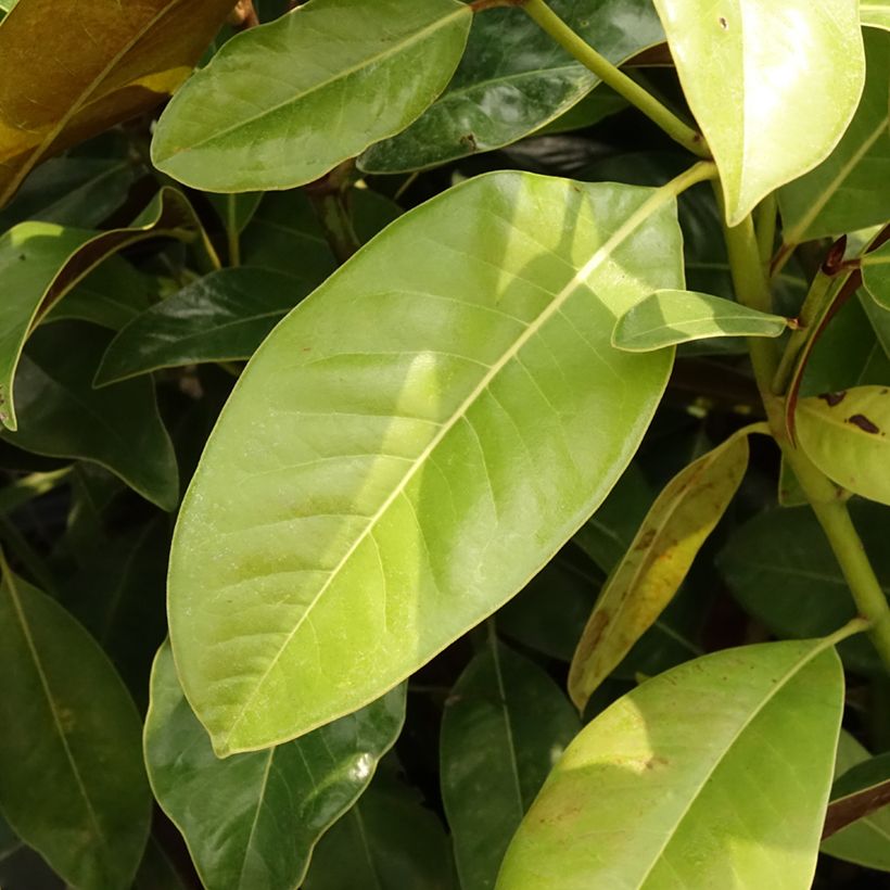 Kuningasmagnolia Victoria (Lehvistö)