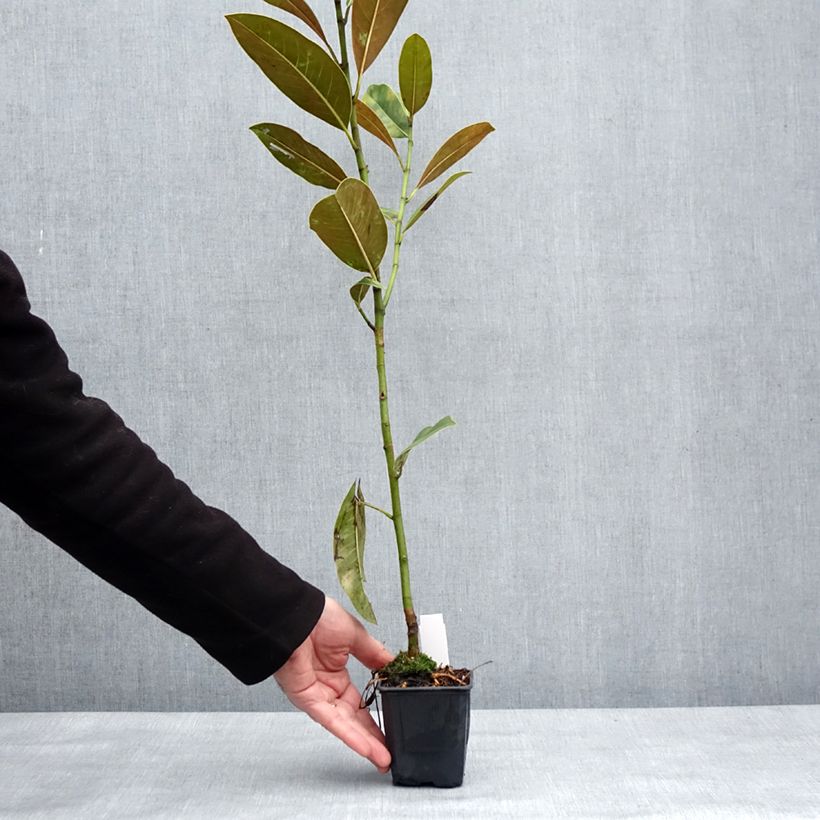 Esimerkki talvella toimitetusta Kuningasmagnolia Victoria 10 cm/11 cm ruukku-taimesta