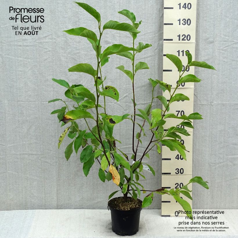 Esimerkki kesällä toimitetusta Tulppaanimagnolia Heaven Scent Ruukku 4L / 5L-taimesta