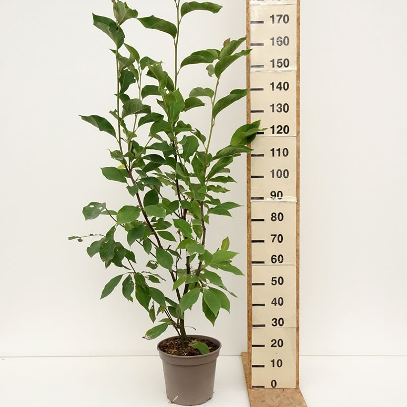Esimerkki kesällä toimitetusta Tulppaanimagnolia Heaven Scent Ruukku 12L / 15L-taimesta