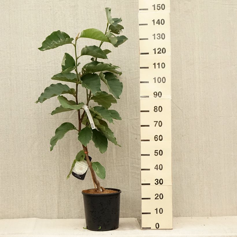 Esimerkki kesällä toimitetusta Liljamagnolia Honey Tulip Pot de 12L/15L-taimesta