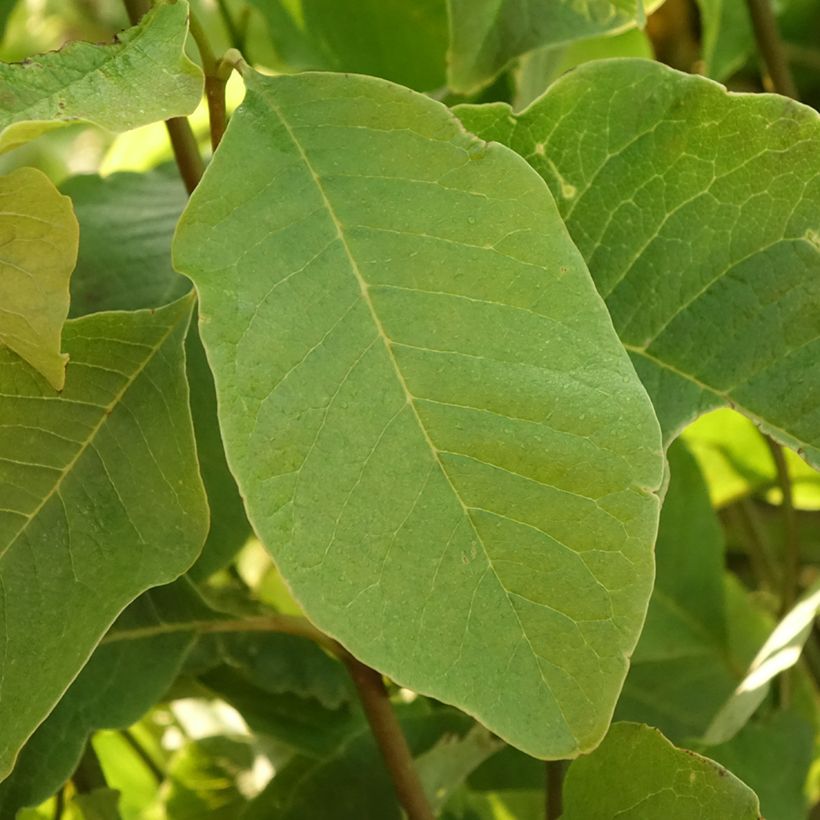 Japaninmagnolia - Magnolia kobus (Lehvistö)