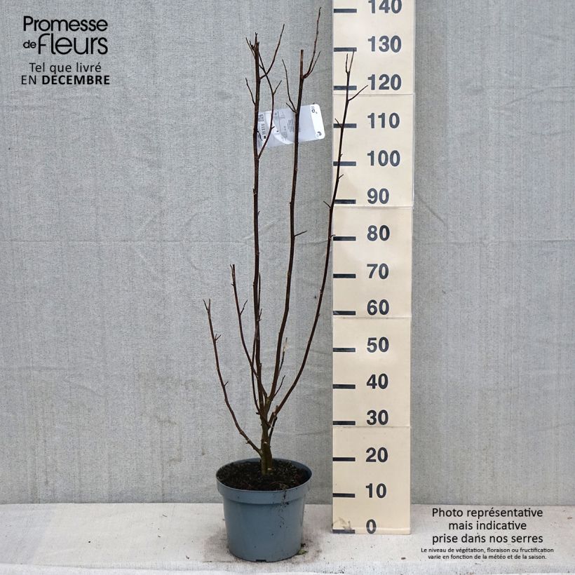 Esimerkki syksyllä toimitetusta Japaninmagnolia - Magnolia kobus 4 litran/5 litran ruukku-taimesta