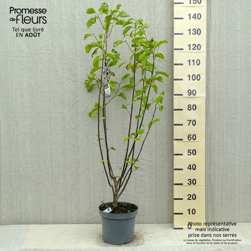 Esimerkki kesällä toimitetusta Japaninmagnolia - Magnolia kobus Pot de 4L/5L-taimesta
