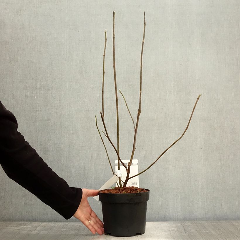 Esimerkki syksyllä toimitetusta Tulppaanimagnolia Nigra 3 litran/4 litran ruukku-taimesta