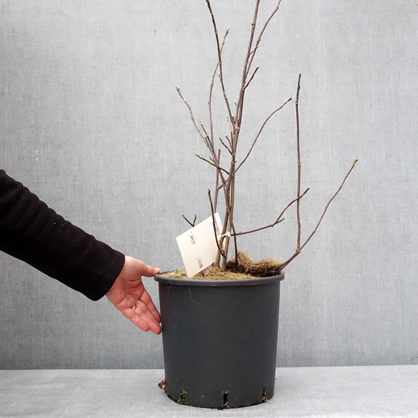 Esimerkki talvella toimitetusta Magnolia liliflora Nigra Pot de 7,5L/10L-taimesta