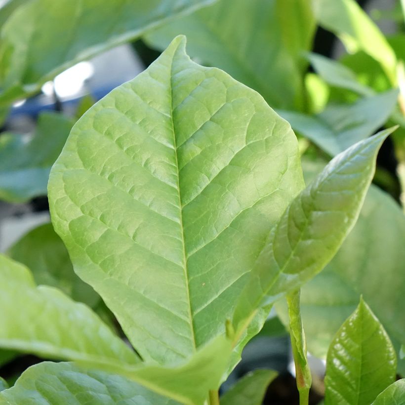 Tulppaanimagnolia Nigra (Lehvistö)
