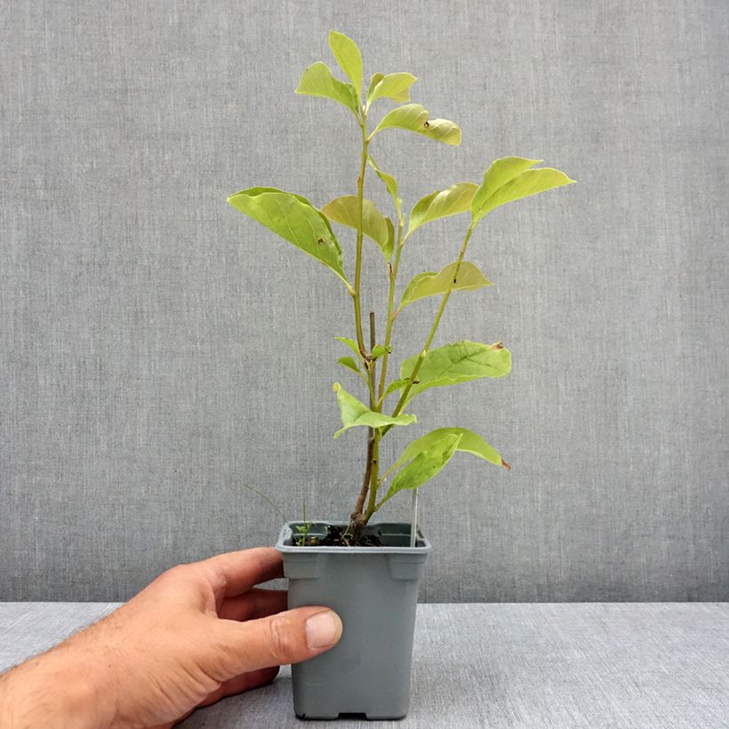 Esimerkki kesällä toimitetusta Tulppaanimagnolia Nigra 12 cm / 13 cm ruukku-taimesta