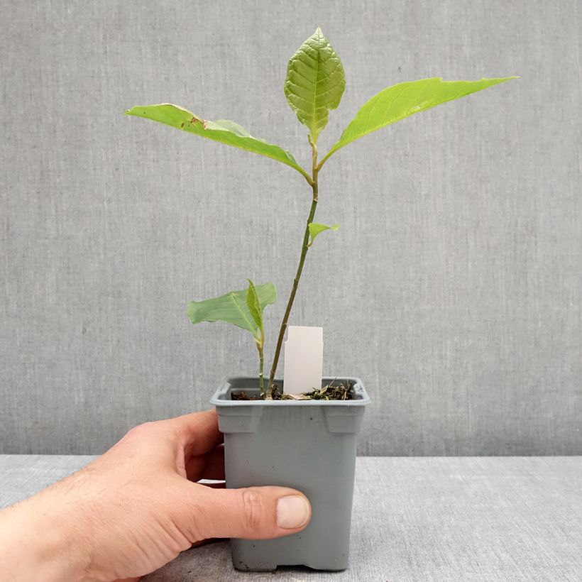 Esimerkki keväällä toimitetusta Tulppaanimagnolia Nigra Pot de 12 cm / 13 cm-taimesta
