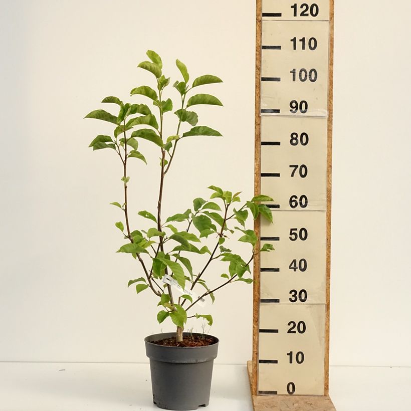 Esimerkki kesällä toimitetusta Tulppaanimagnolia Nigra Pot de 7,5L/10L-taimesta